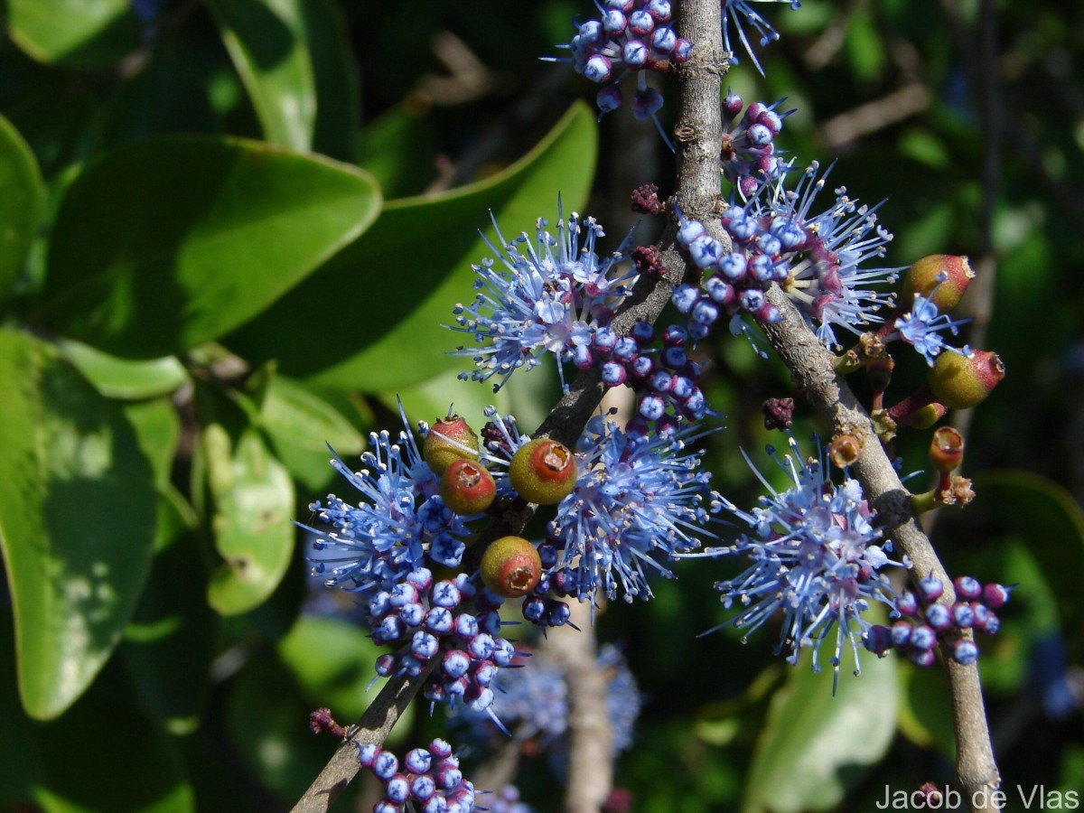 Memecylon umbellatum Burm.f.